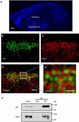 Huntingtin-Associated Protein 1 in Mouse Hypothalamus Stabilizes Glucocorticoid Receptor in Stress Response